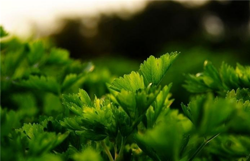 白癜风生活中怎么注意护理呢?